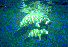 manatees