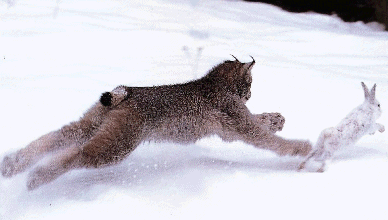 lynx and hare