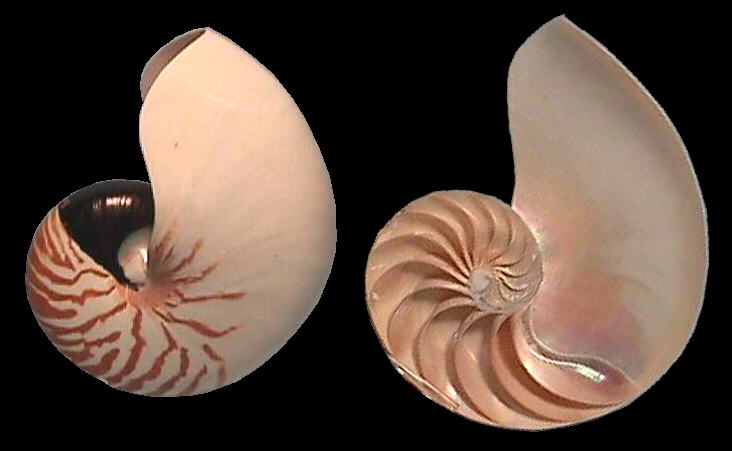 Chambered nautilus