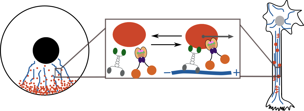 Intracellular transport and organization