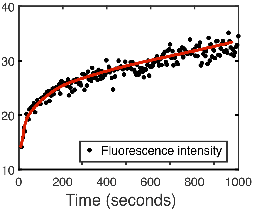 Fit of a FRAP experimental dataset using a reaction-diffusion model