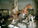 museum24.jpg (77990 bytes)